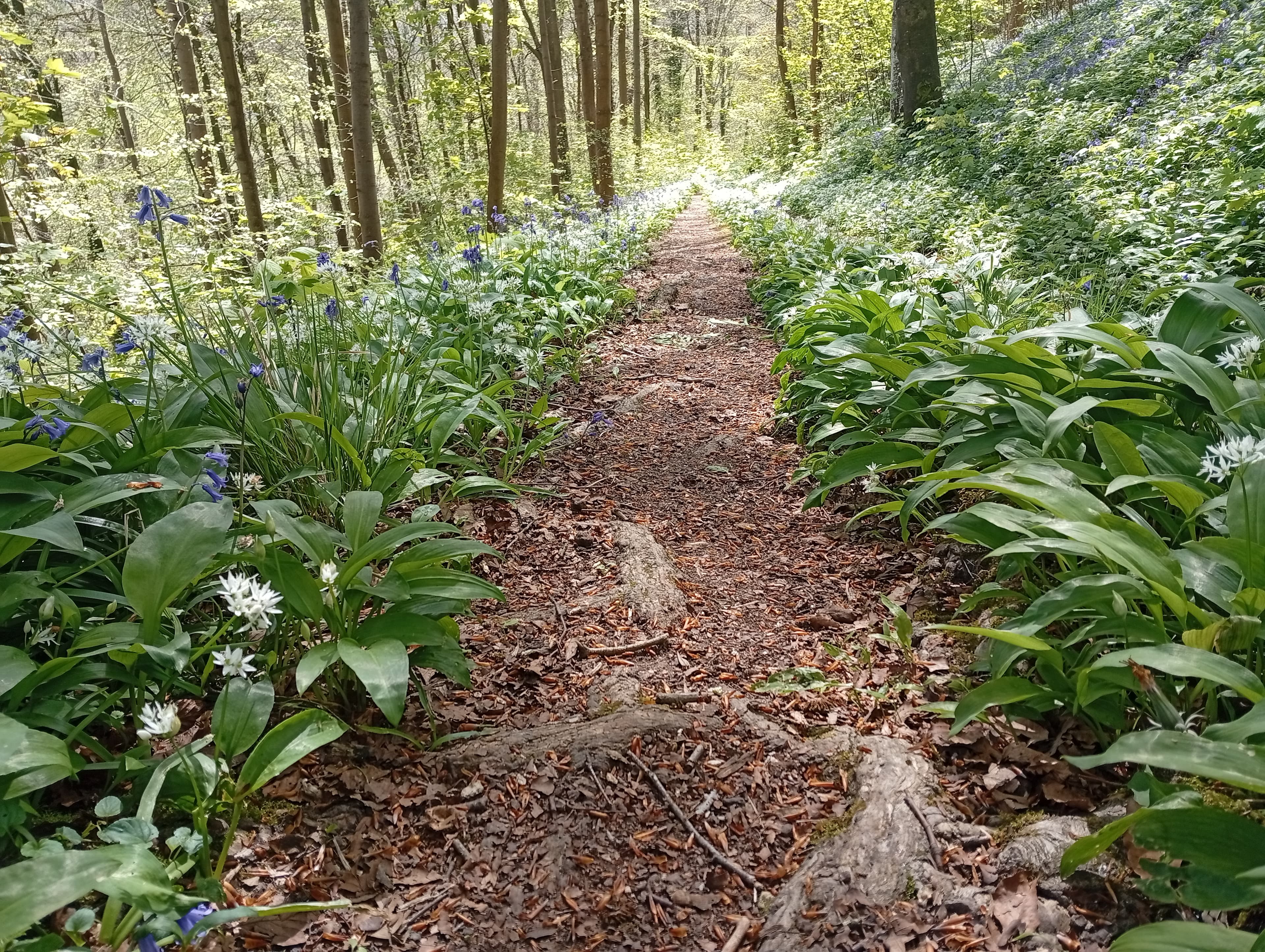 A path through bluebells