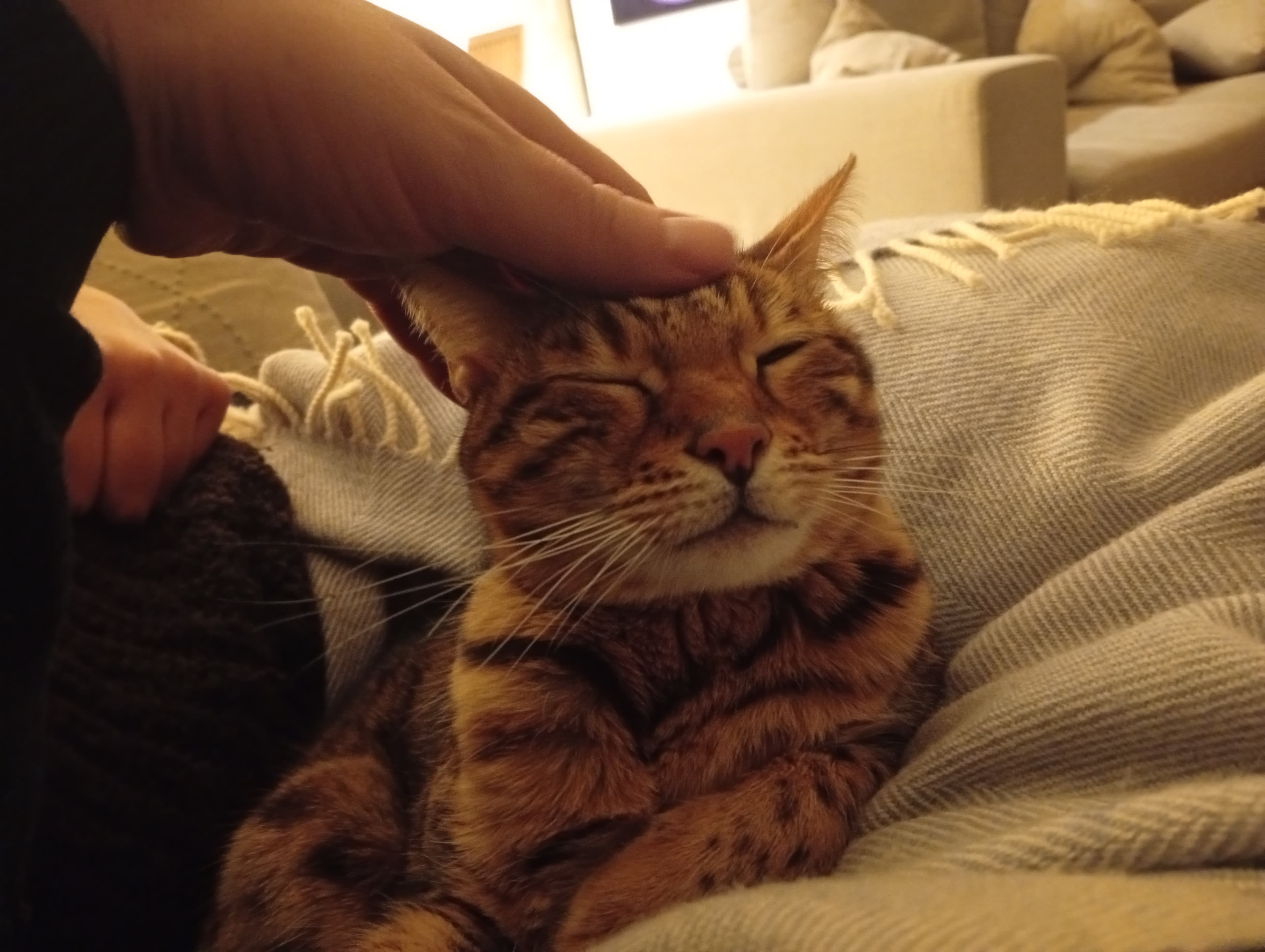 A cat getting head scratches