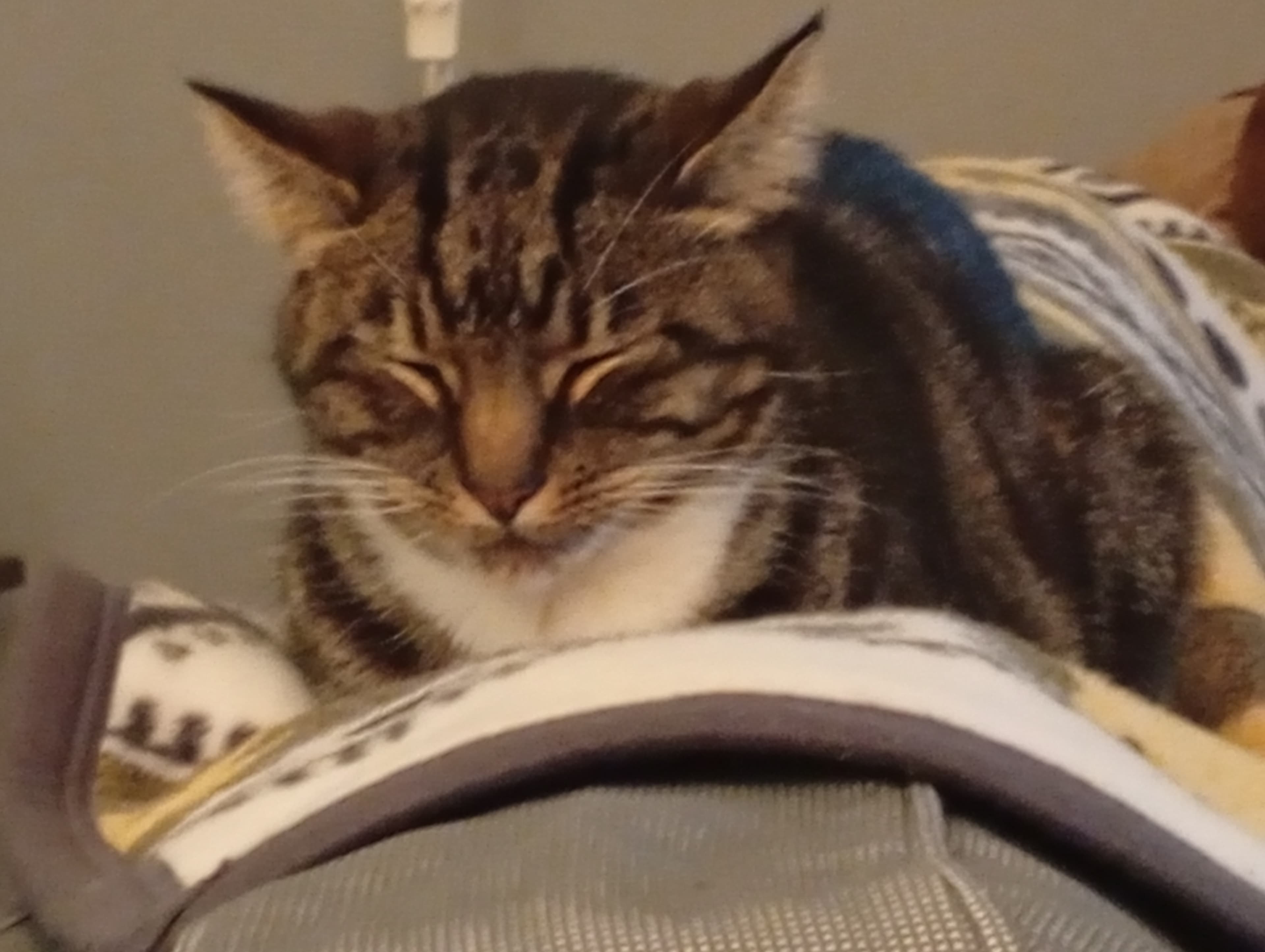 A sleepy tabby cat
