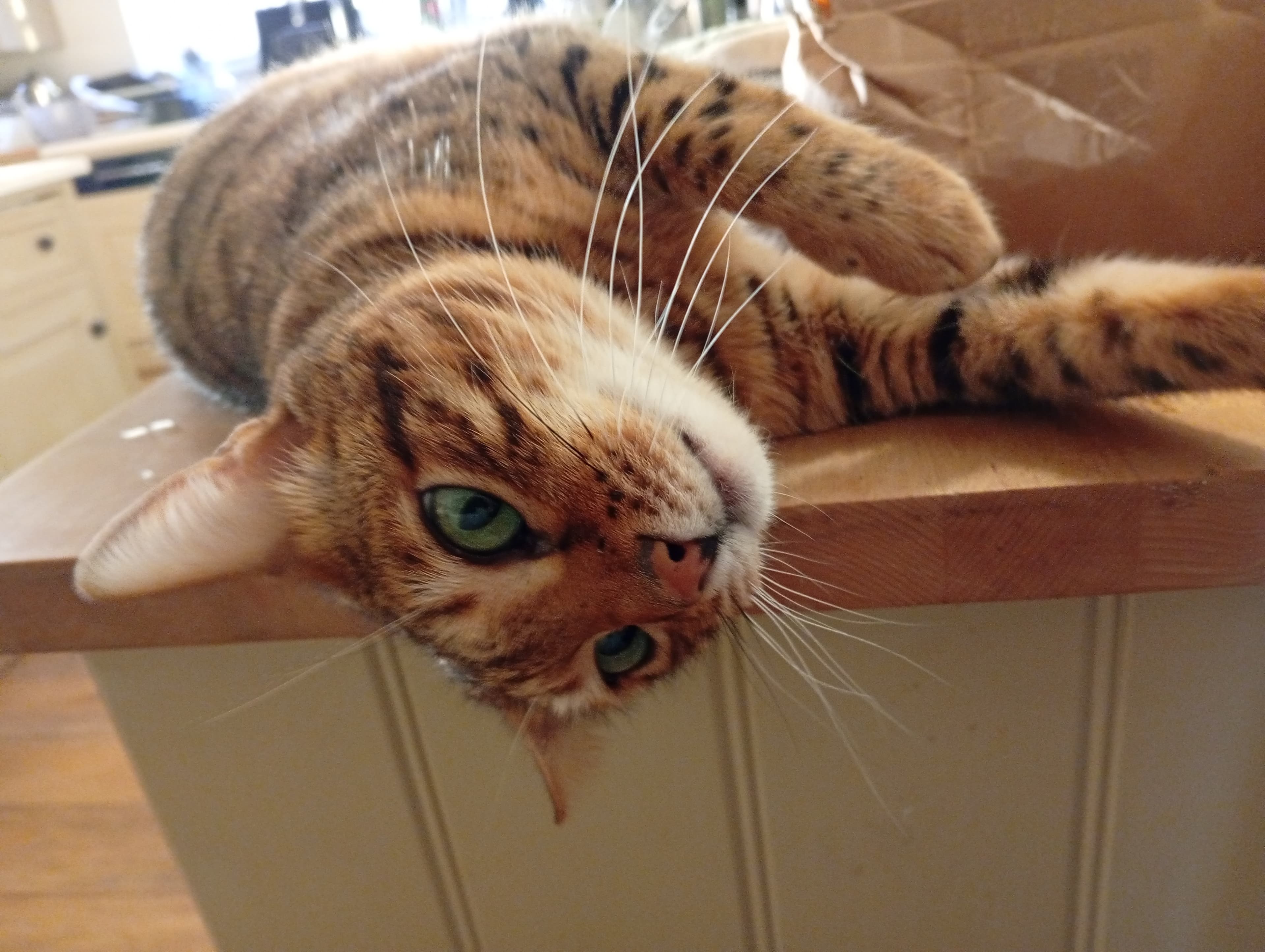 A cat upside down on a kitchen counter
