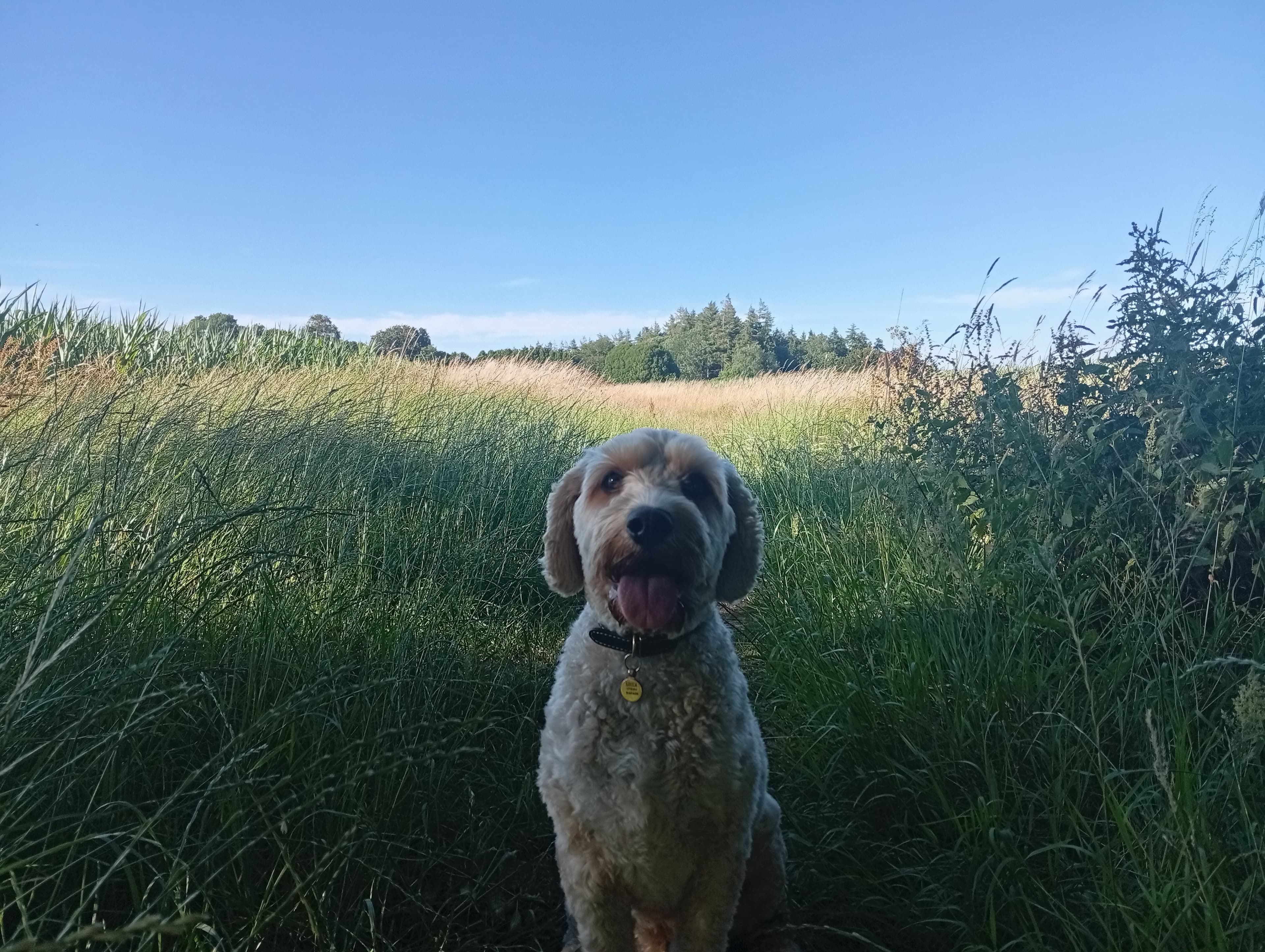 A happy dog in a field, tongue out