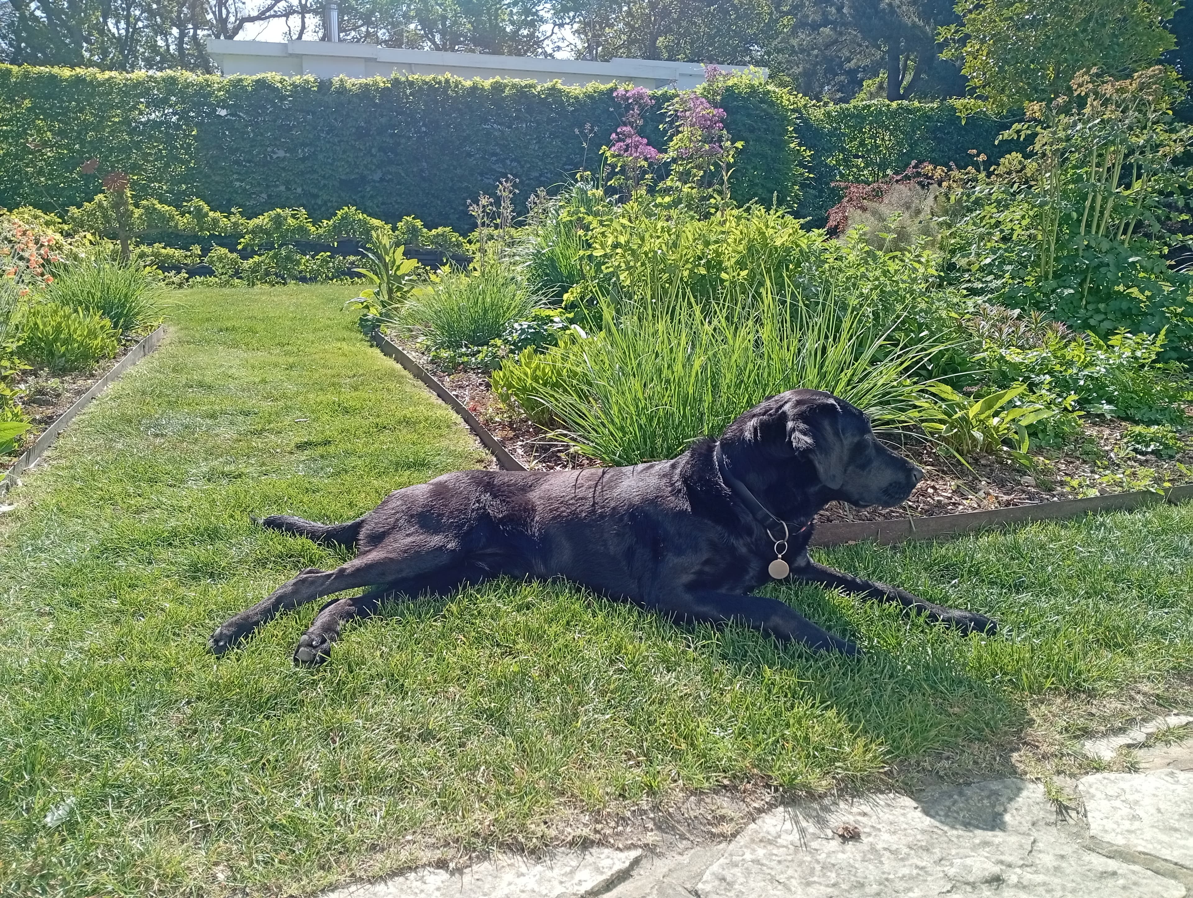 A labrador relaxing in a garden
