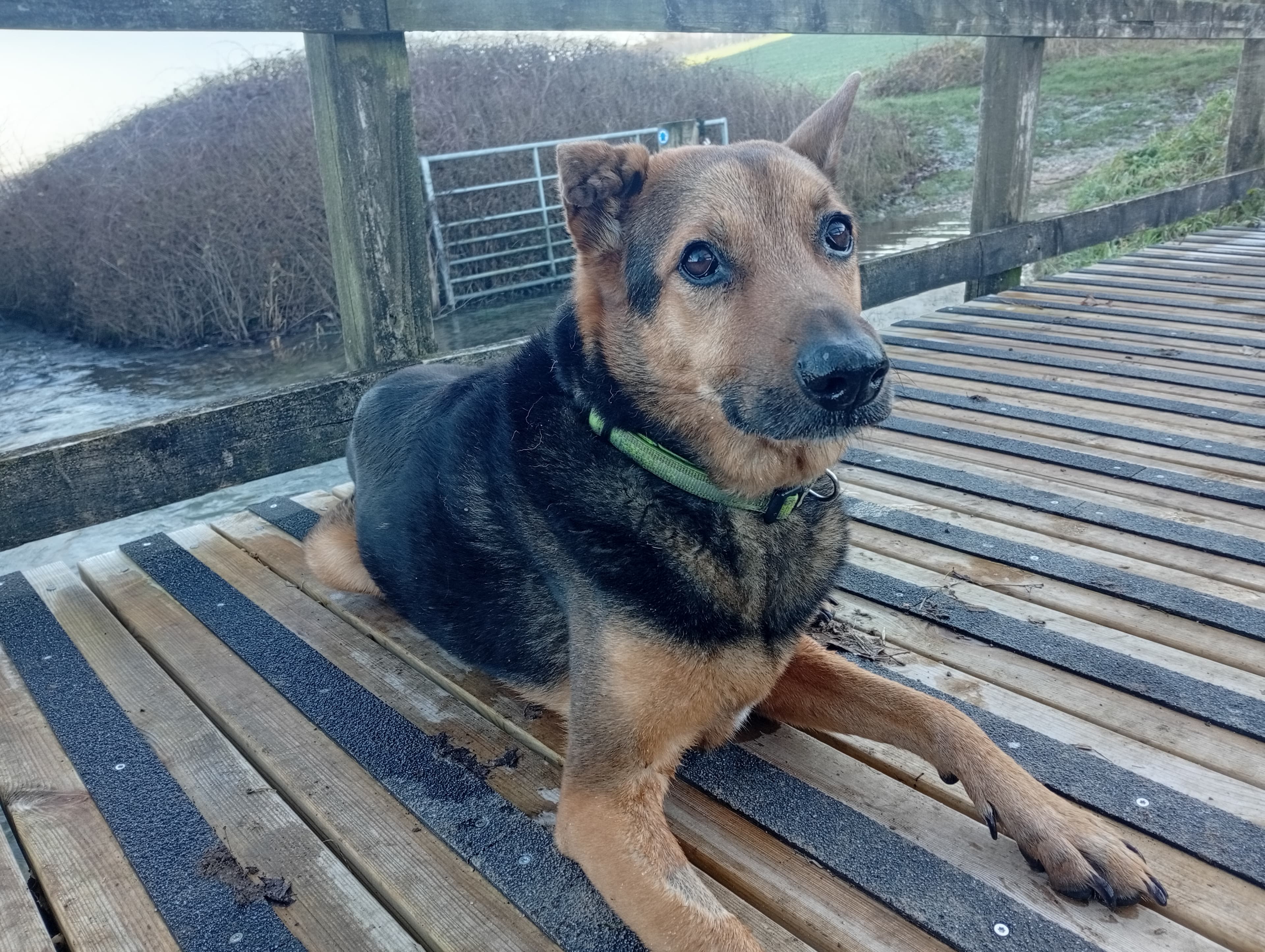 A dog lying on a boardwalk by a river