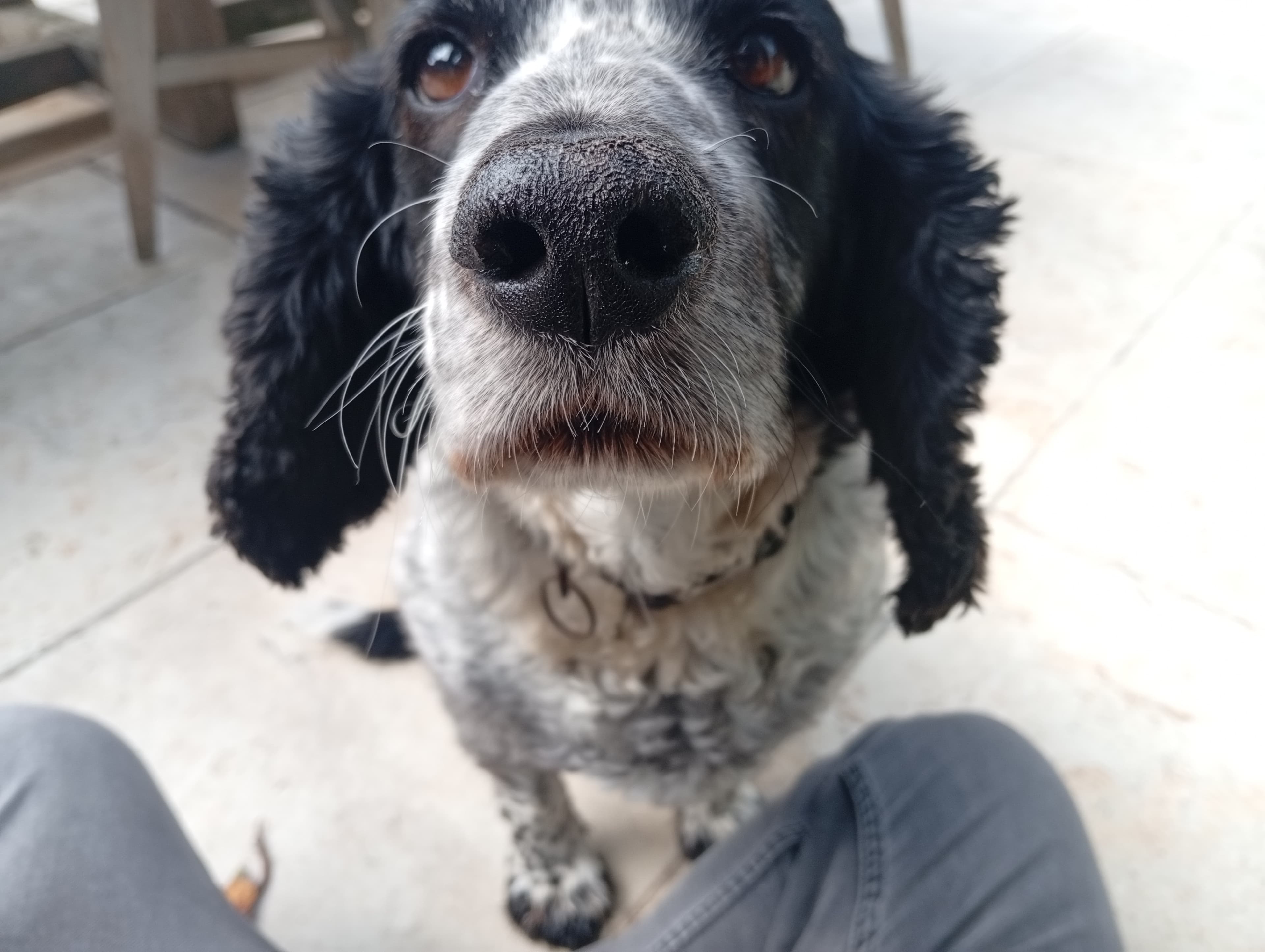 A spaniel nose, up close