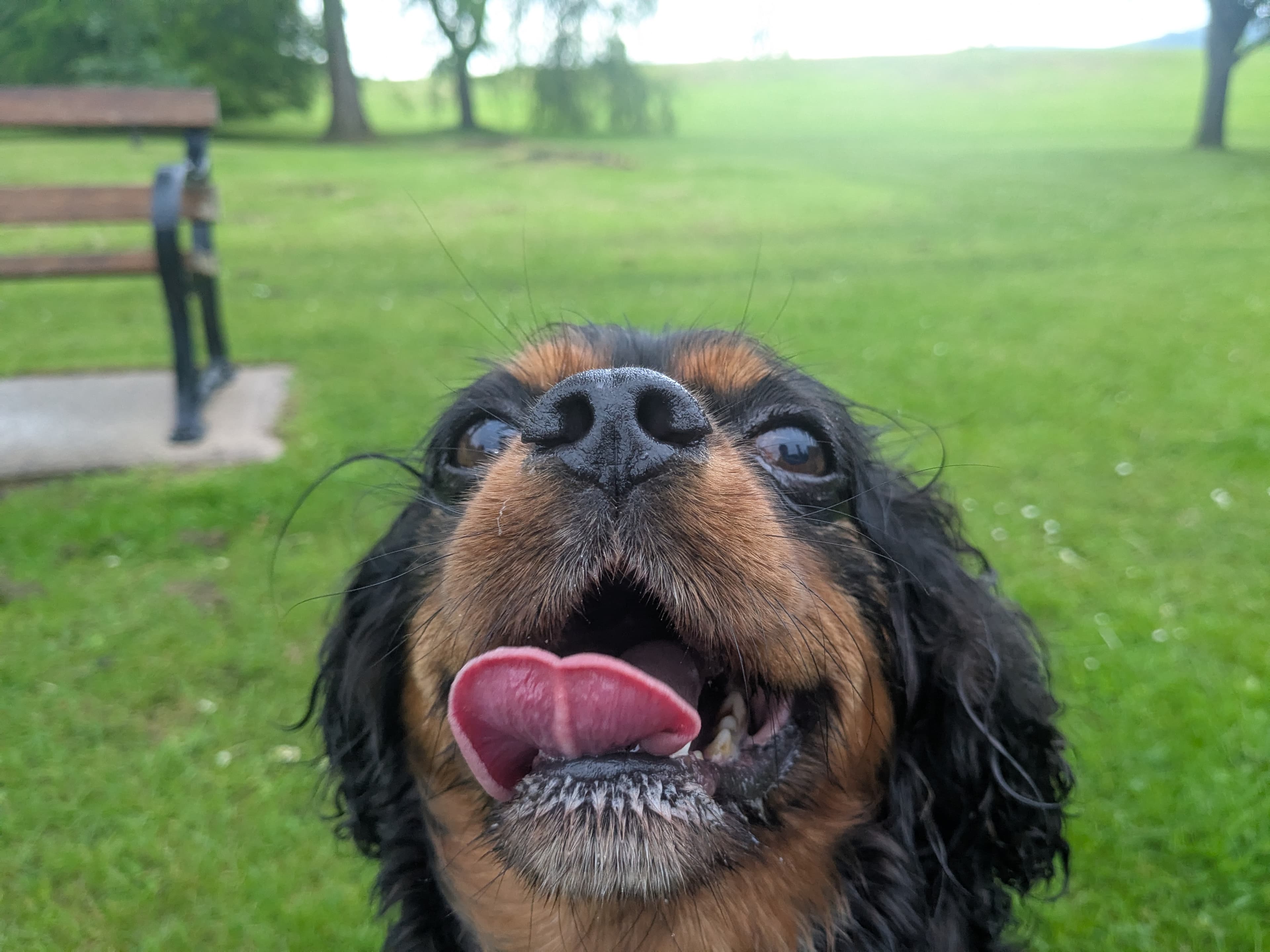 A spaniel mid-lick, tongue everywhere