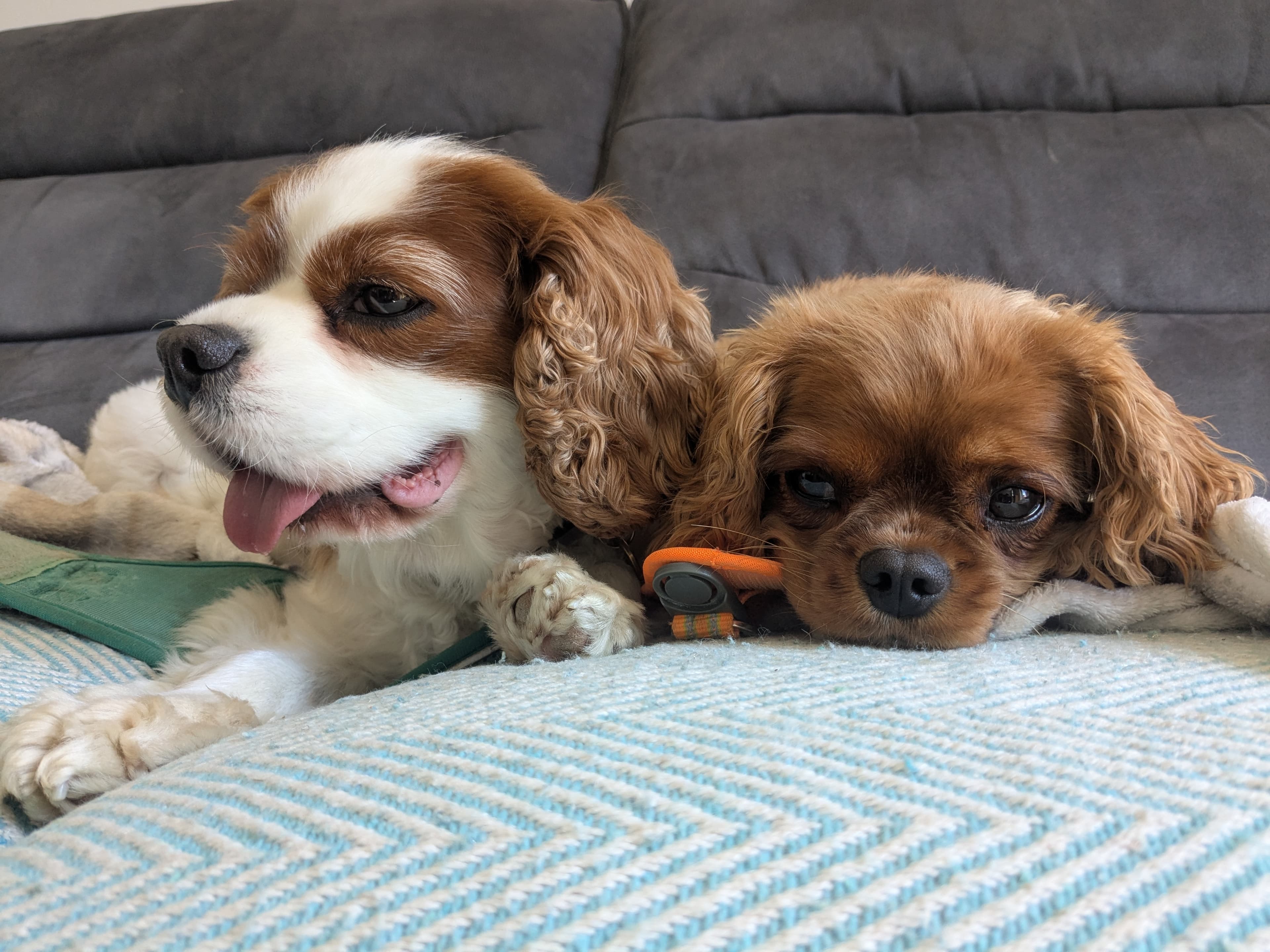 Two spaniels cuddled up together