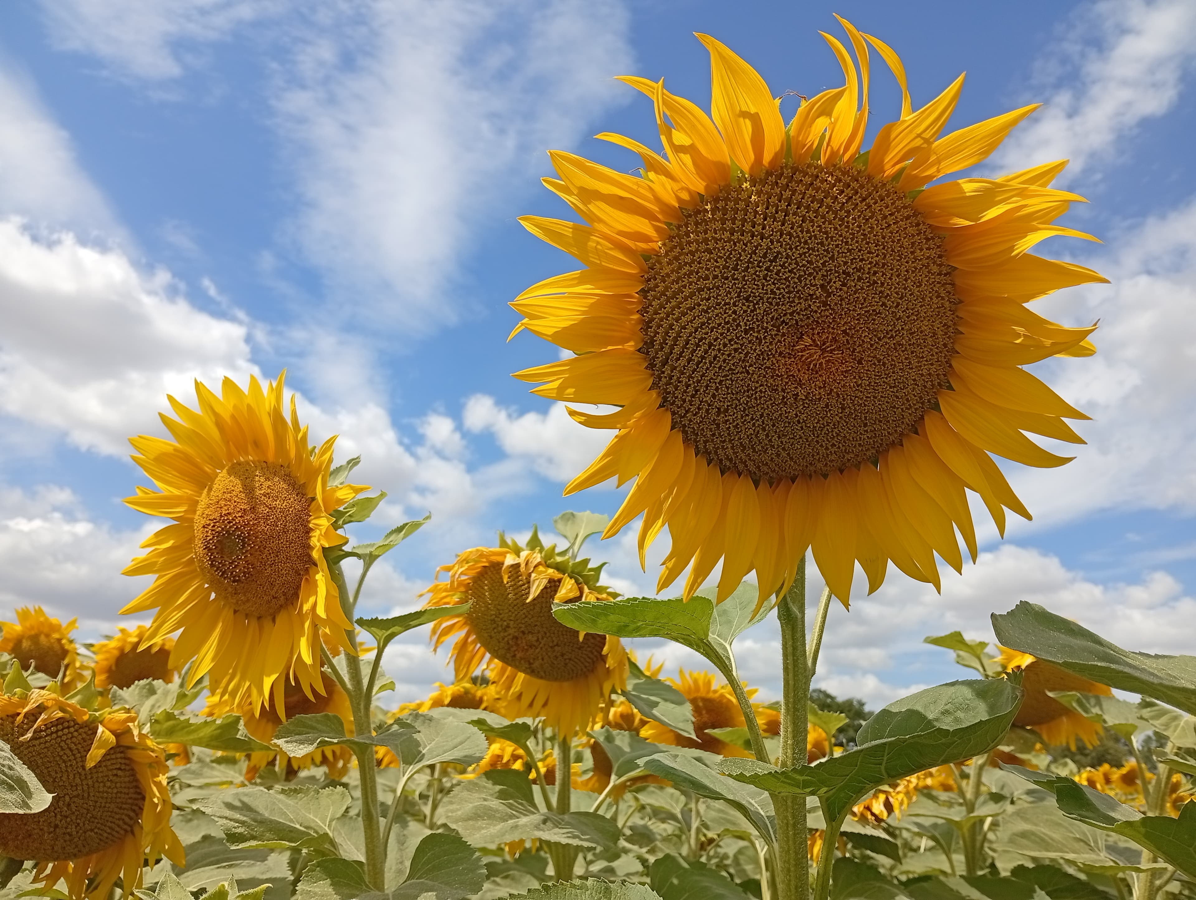 A sunflower in a Dorset field
