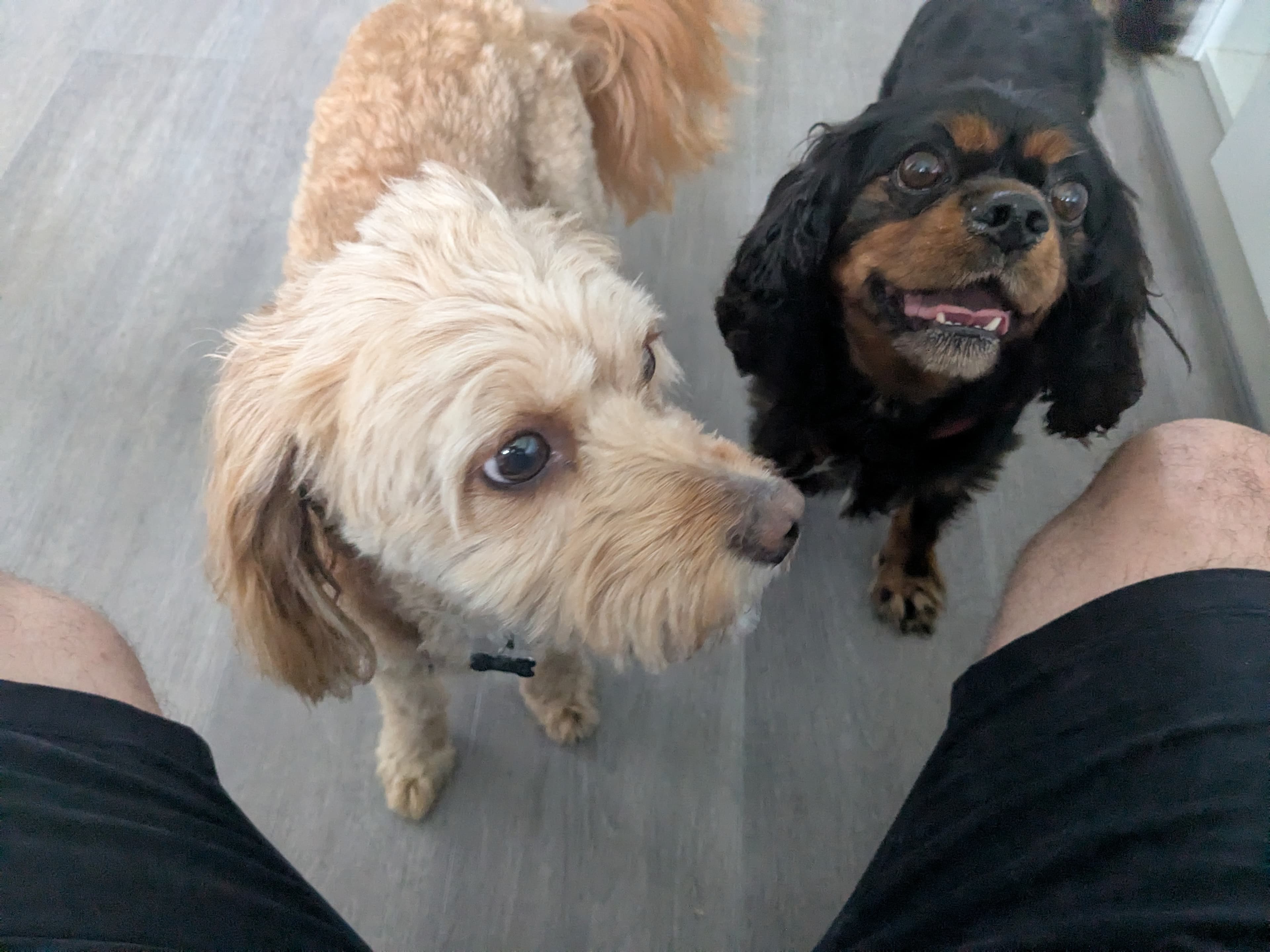 Two small dogs looking up at the camera